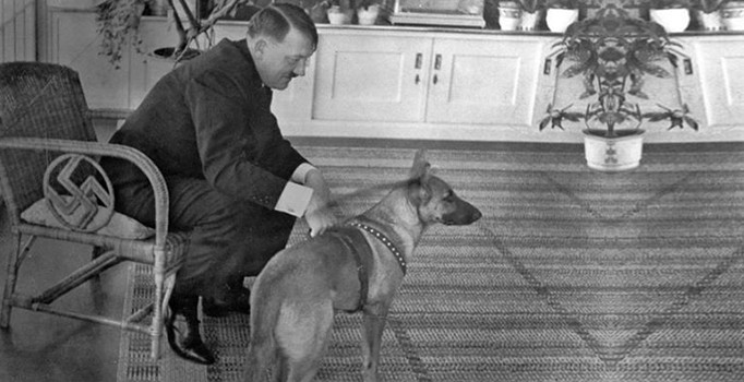 ‘Kantçı’ sokak köpeğinin verdiği ders: İnsanlar ve eğitilmiş köpekler