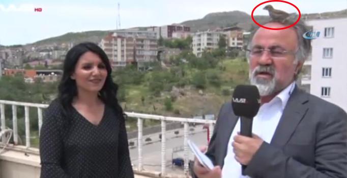Canlı yayında muhabirin başına kuş kondu