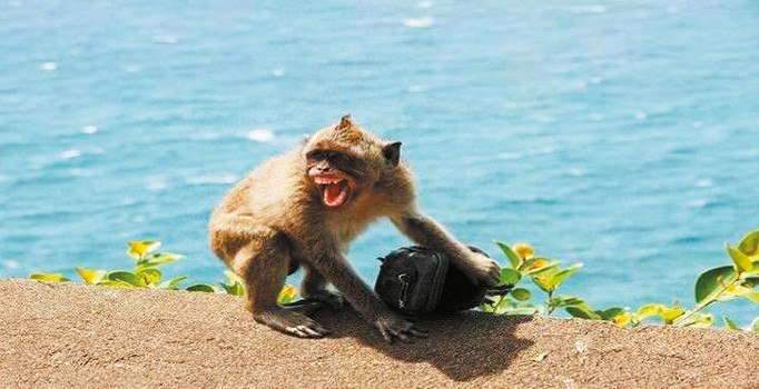 Hırsız maymunlar ‘fidye’ peşinde