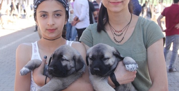 14. Kangal Festivali