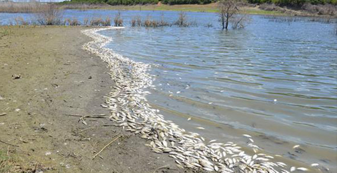 Çokal Barajı'nda sıfır oksijen nedeniyle balık ölümleri yaşanıyor