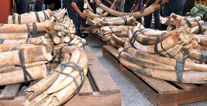 Vietnam’da yaklaşık 3 ton kaçak fil dişi ele geçirildi
