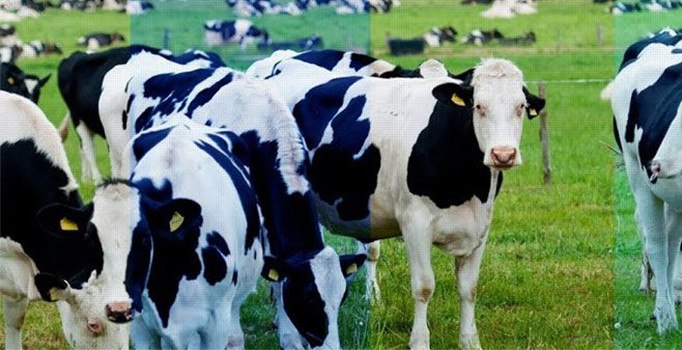 Yem-Vit`in %50`sini İrlandalı Devenish satın aldı