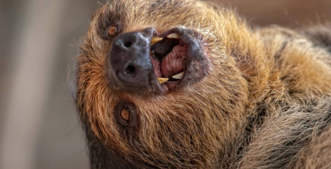 Günde 20 saat uyuyan dünyanın en tembel hayvanı!