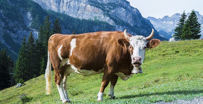 Mayıs ayında 808 bin 848 ton inek sütü toplandı