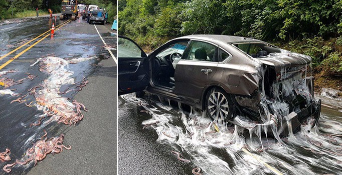 ABD'de yılanbalığı yüklü kamyon otobanda devrildi