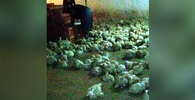 Yağmur suyu basan çiftlikte 300 tavuk telef oldu