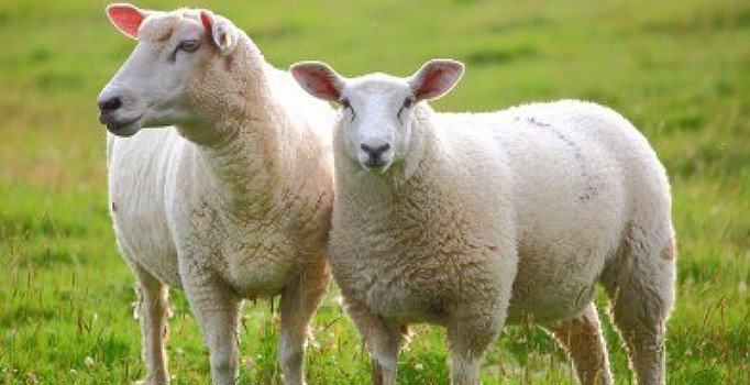 Yemde uygulanan vergi indirimi hayvan fiyatlarını yükseltti