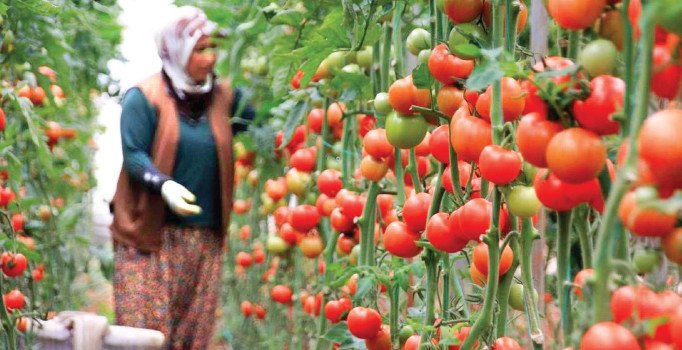 Gıdada ‘tekel’ tehdidi