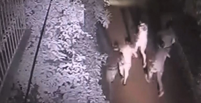 Bodrum'da deprem sonrası tsunami anı | Video