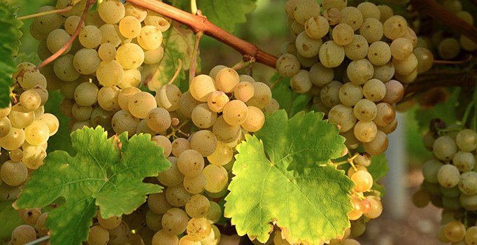 Rusya'ya yapılan 23 tonluk üzüm ihracatının tamamı iade edildi