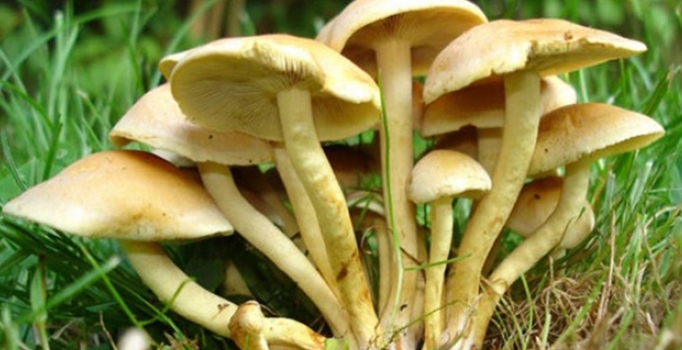 Kocaeli Körfez'de mantar zehirlenmesi: 2 ölü