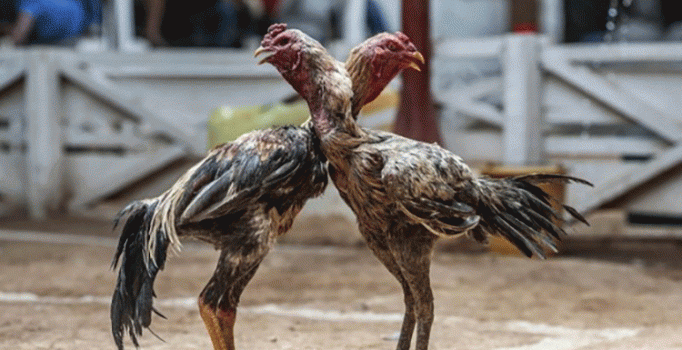 Meksika'da horoz dövüşü kana bulandı: 12 ölü