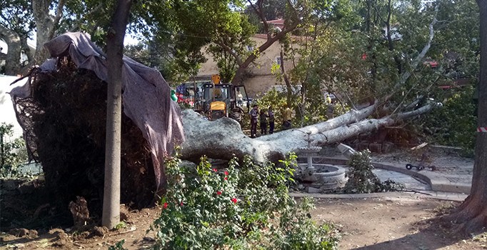 Çengelköy Çınaraltı'nda bulunan asırlık çınar böyle devrildi