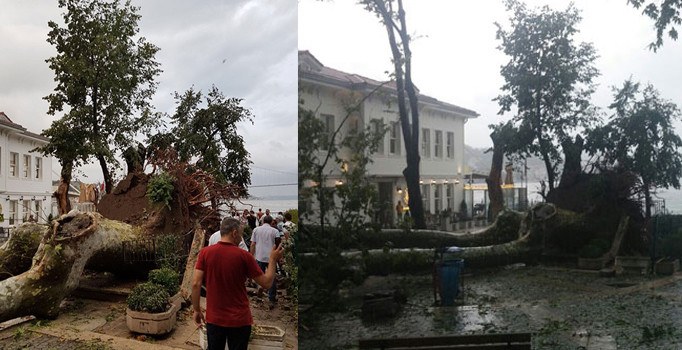 Tarihi çınar fırtınada devrildi