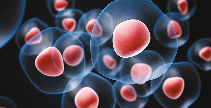 Kök hücreden gençlik iksiri