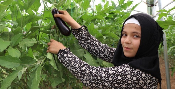 Suriyeliler konteyner kentte kendi sebzelerini üretiyor