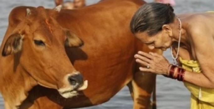 Hindistan’da inekler için ayrı bir bakanlık kurulacak