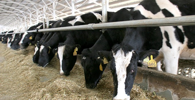 Ekmek israfına hayvan yemi ile çözüm buldu