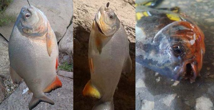 Sivas'taki piranaların sırrı çözüldü