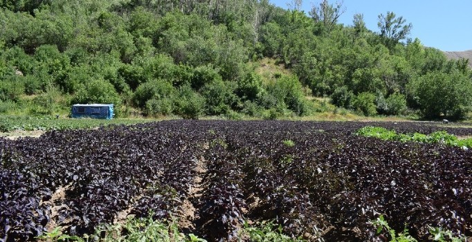 Mengen’de Reyhan suyu dağıtılacak