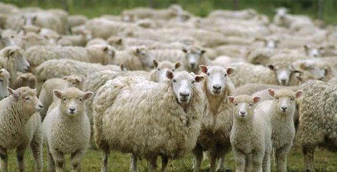 Hükümlülerin yetiştirdiği kurbanlıkların hepsi satıldı