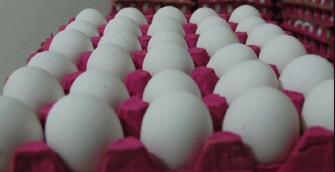 Yumurtanın kabuğunda numarası yoksa 174'ü arayın