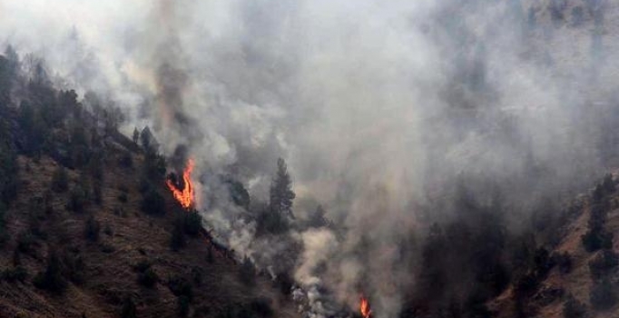Bolu'da orman yangını