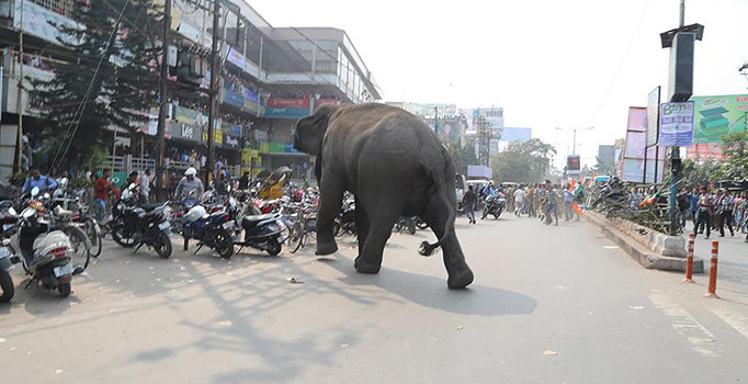 Hindistan'da fil 14 kişiyi öldürdü