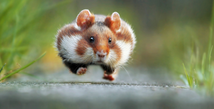 Yılın en komik hayvan fotoğrafları belli oldu!