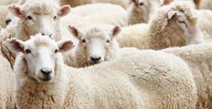 Migros ve CarrefourSA kurbanlık fiyatlarını açıkladı