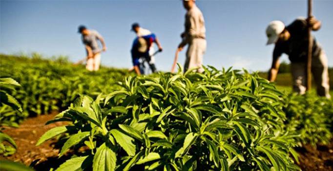 Yaş çay alım fiyatı 2 lira 45 kuruş