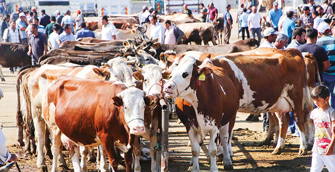 2017 Kurbanlık fiyatları ne kadar? Büyükbaş ve küçükbaş kurban fiyatları