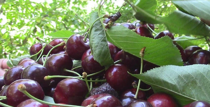 Kirazın fiyatı 15 liraya düştü