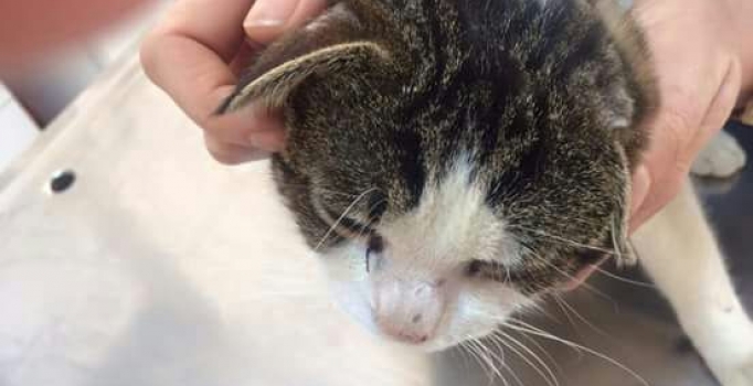 Kediye cips poşetiyle işkence