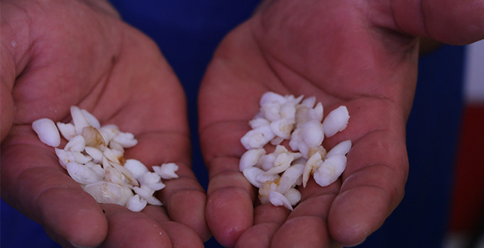 Balık taşına vatandaşlar büyük ilgi gösteriyor