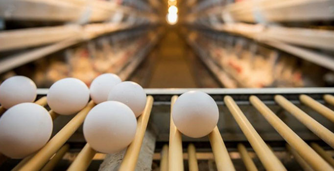 Yumurta üretimini yasakladılar