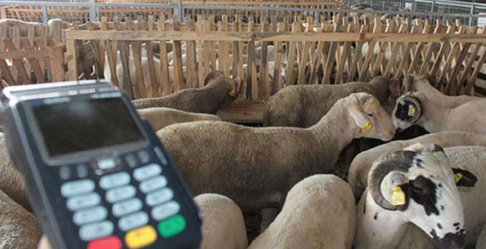 Diyanetten kredi kartıyla kurban kesilir mi sorusuna cevap