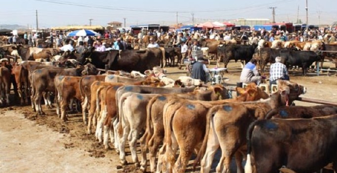 Polisten hayvan pazarında uygulamalı 'sahte para' uyarısı