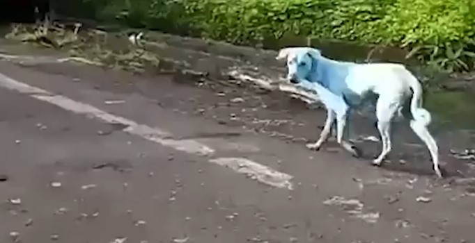 Sokaklarda gezen mavi köpekler merak uyandırdı