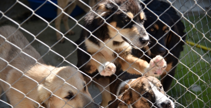 Sokak hayvanlarına özel barınak