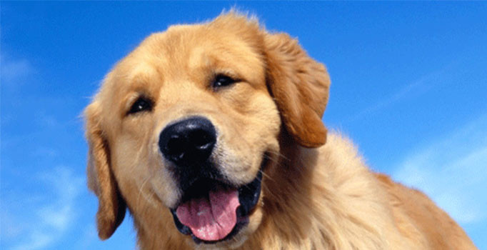 45 derecelik sıcaklıkta kurtarılmayı bekledi