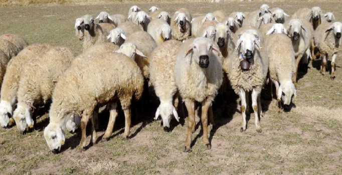 Türk bilim adamları Kurban Bayramında kesilen hayvanın acı çekip çekmediğini araştırdı