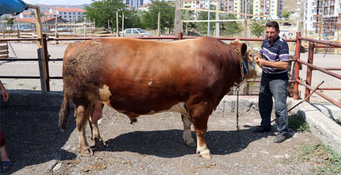 Kurbanlık "Rambo"sunu arabayla takas edecek