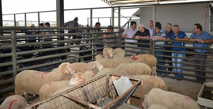 Hayvan pazarında 'kurban' yoğunluğu