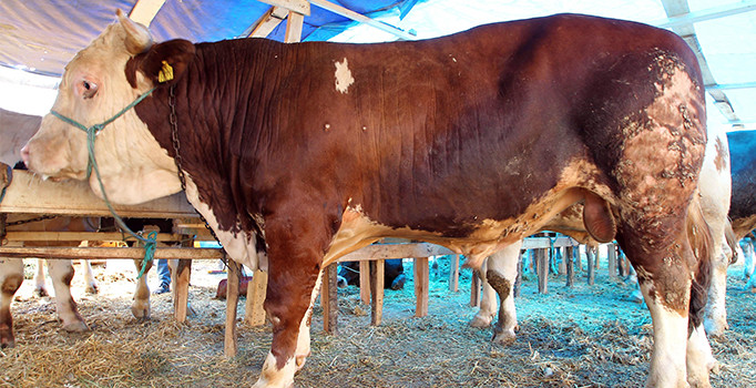 Tekirdağ'da 1 tonluk boğa 22 bin 500 TL'ye satıldı