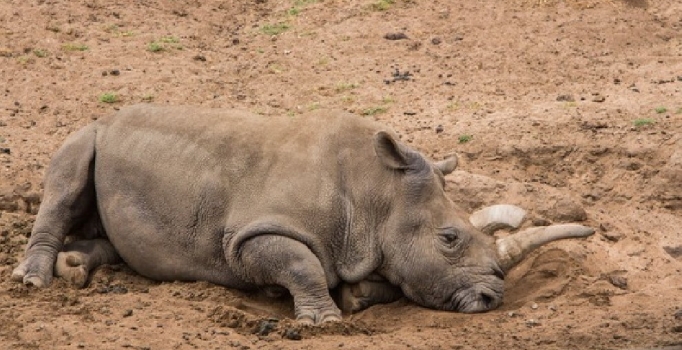 Yer yüzünde 3 beyaz gergedan kaldı