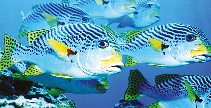 Kanser zebra balığıyla çözülecek