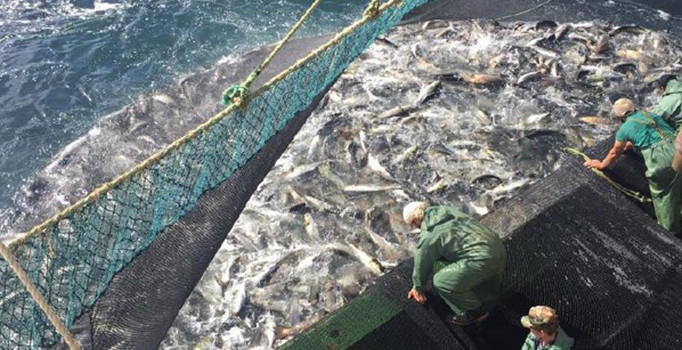 Türk balıkçıları 2 tekneyle gitti, 33 teknelik filo kurdu