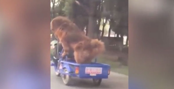 Trafikte görenler kamerasına sarıldı | Video